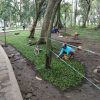 TANAM RUMPUT